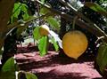 Garcinia gardneriana